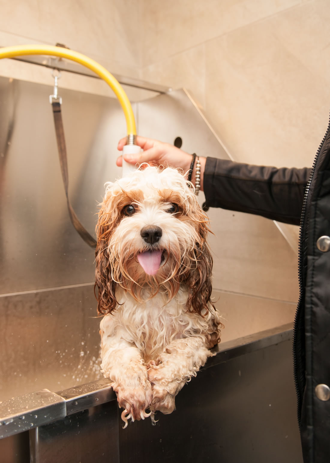 Pet Hotel Luxury Boarding Dogs Kennel Ayr Ayrshire Scotland Glasgow