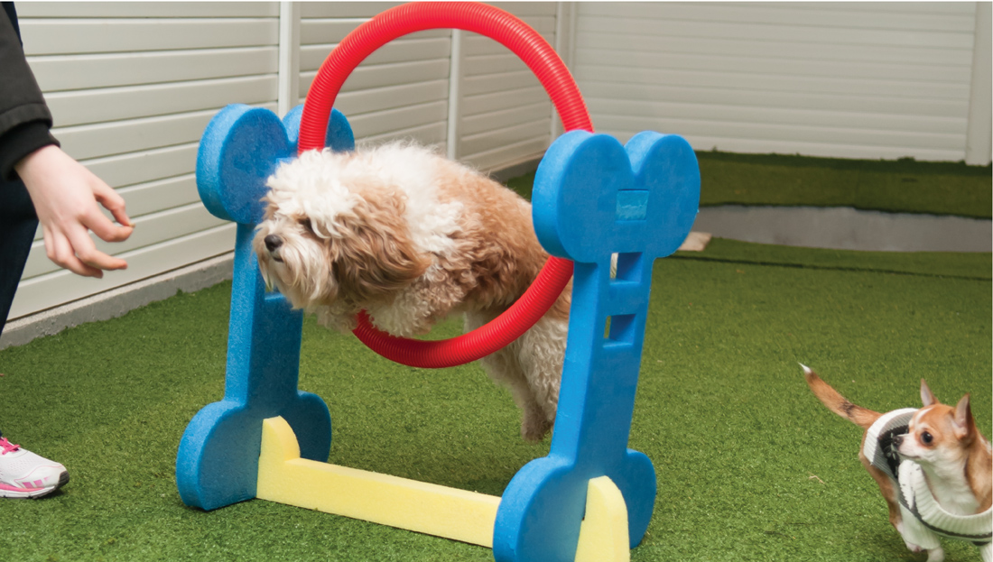 Pet Hotel Luxury Boarding Dogs Kennel Ayr Ayrshire Scotland Glasgow