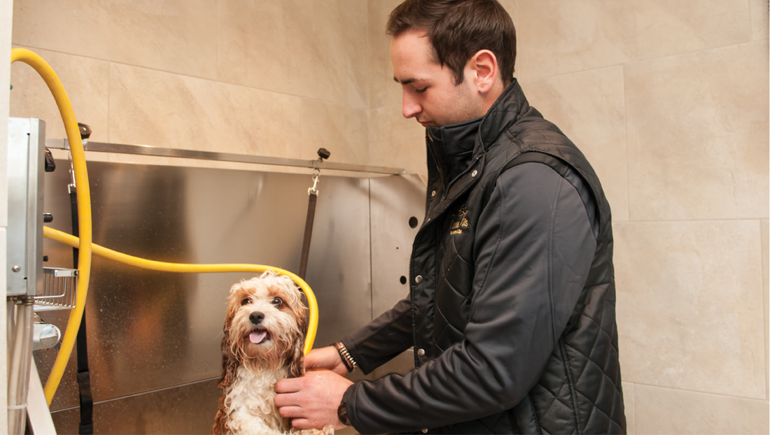 Pet Hotel Luxury Boarding Dogs Kennel Ayr Ayrshire Scotland Glasgow